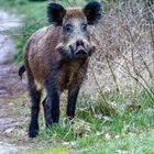 Eine Begegnung am Abend mit einem freundlichen Wildschwein