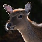 Eine Begegnung im Wald