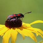 eine begehrte Blüte