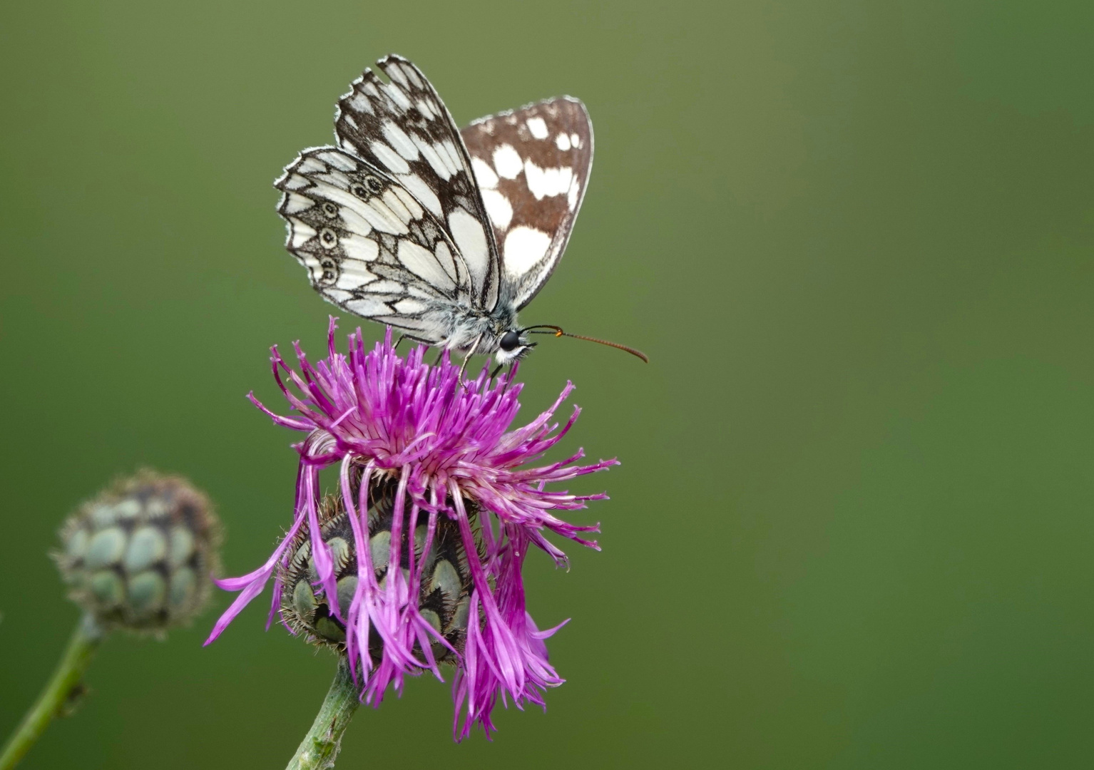 eine beliebte Blüte