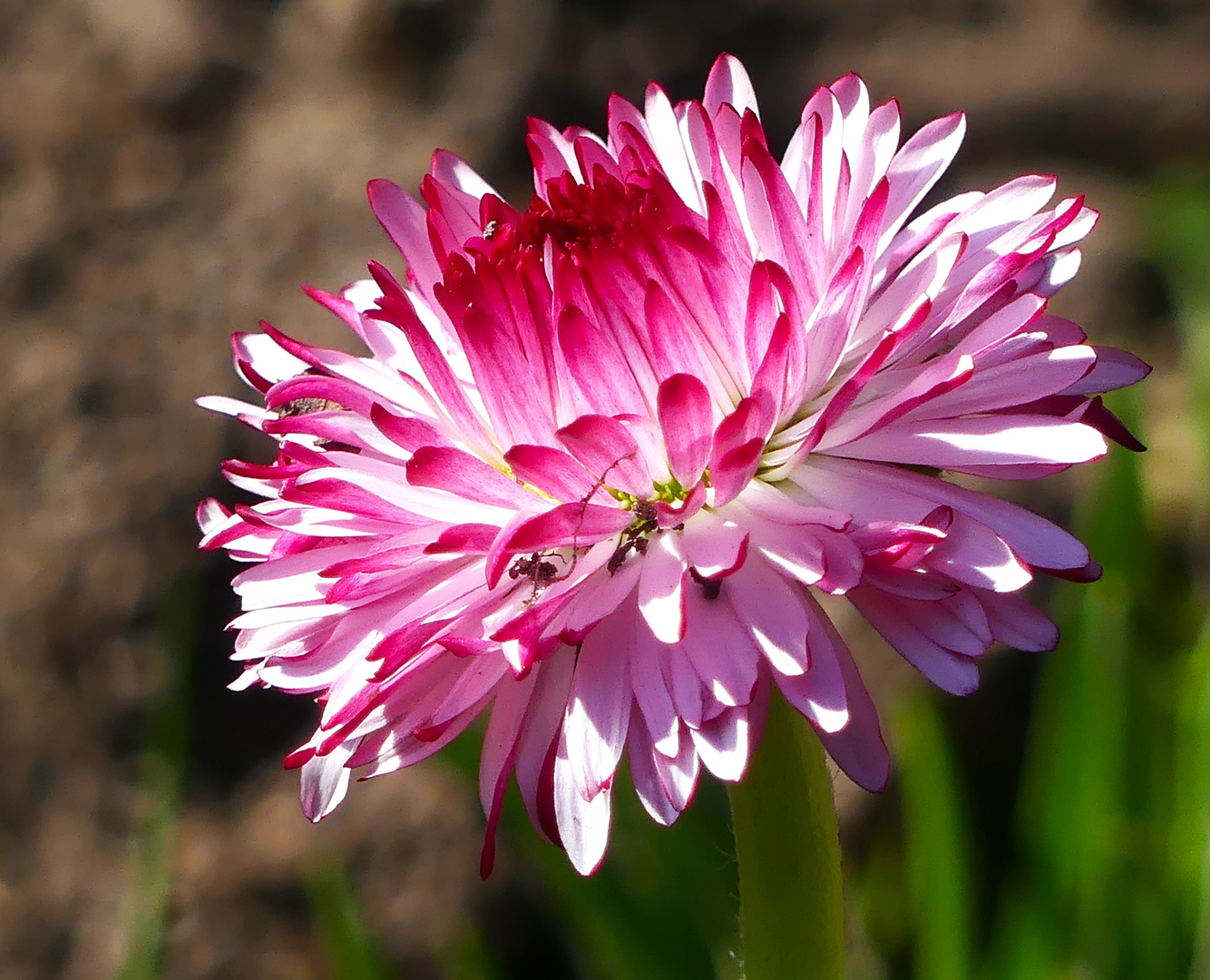 Eine Belli - ihre Blüte ist weit geöffnet