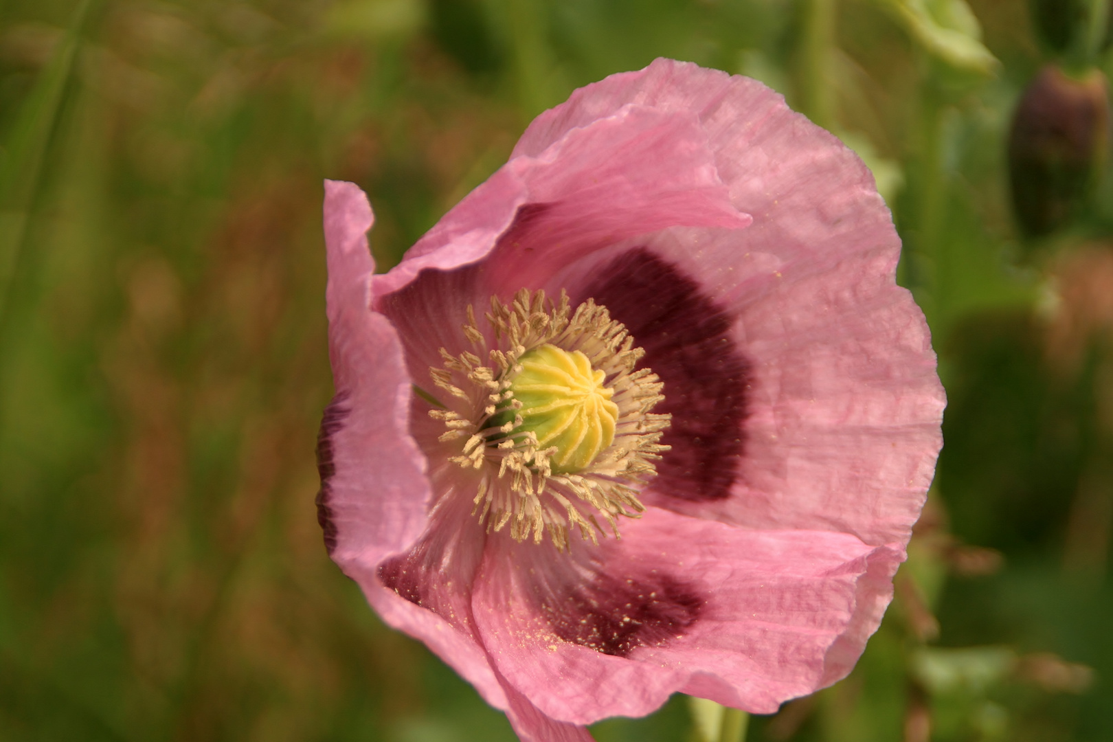 eine besondere Art Mohn