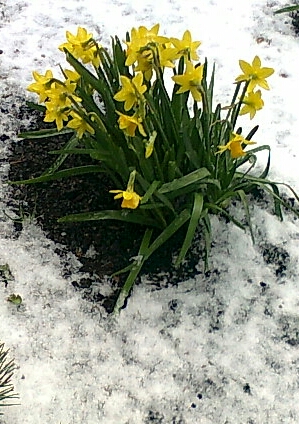 Eine besondere Art "Schneeglöckchen"