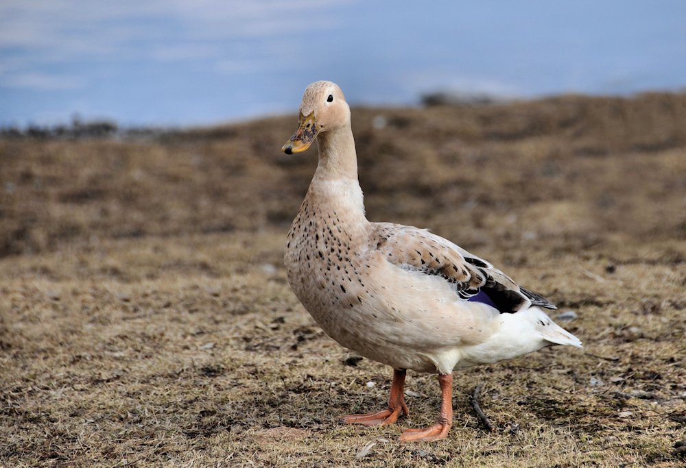 eine besondere Ente am Main...