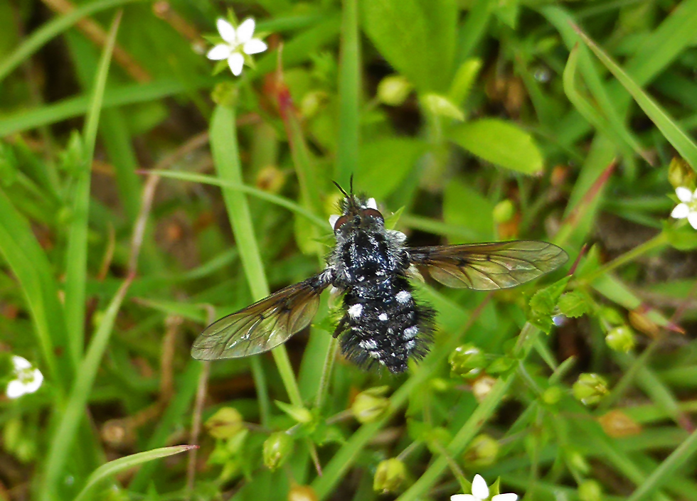 eine besondere Fliege...