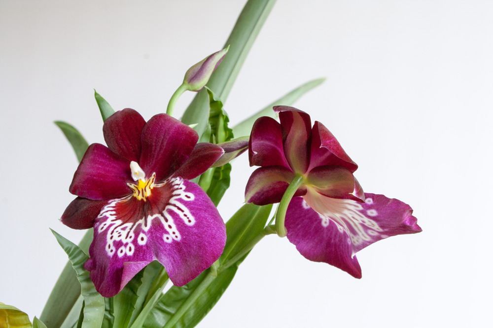 Eine besondere Orchidee