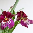 Eine besondere Orchidee