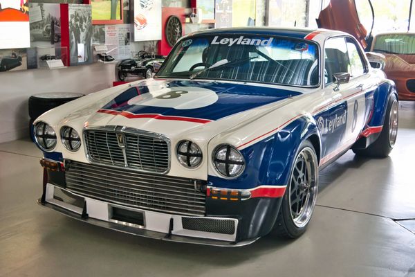 Eine besondere Raubkatze