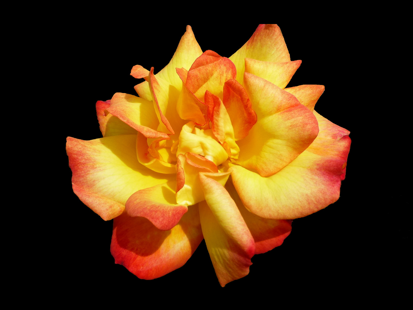 eine besondere Rose