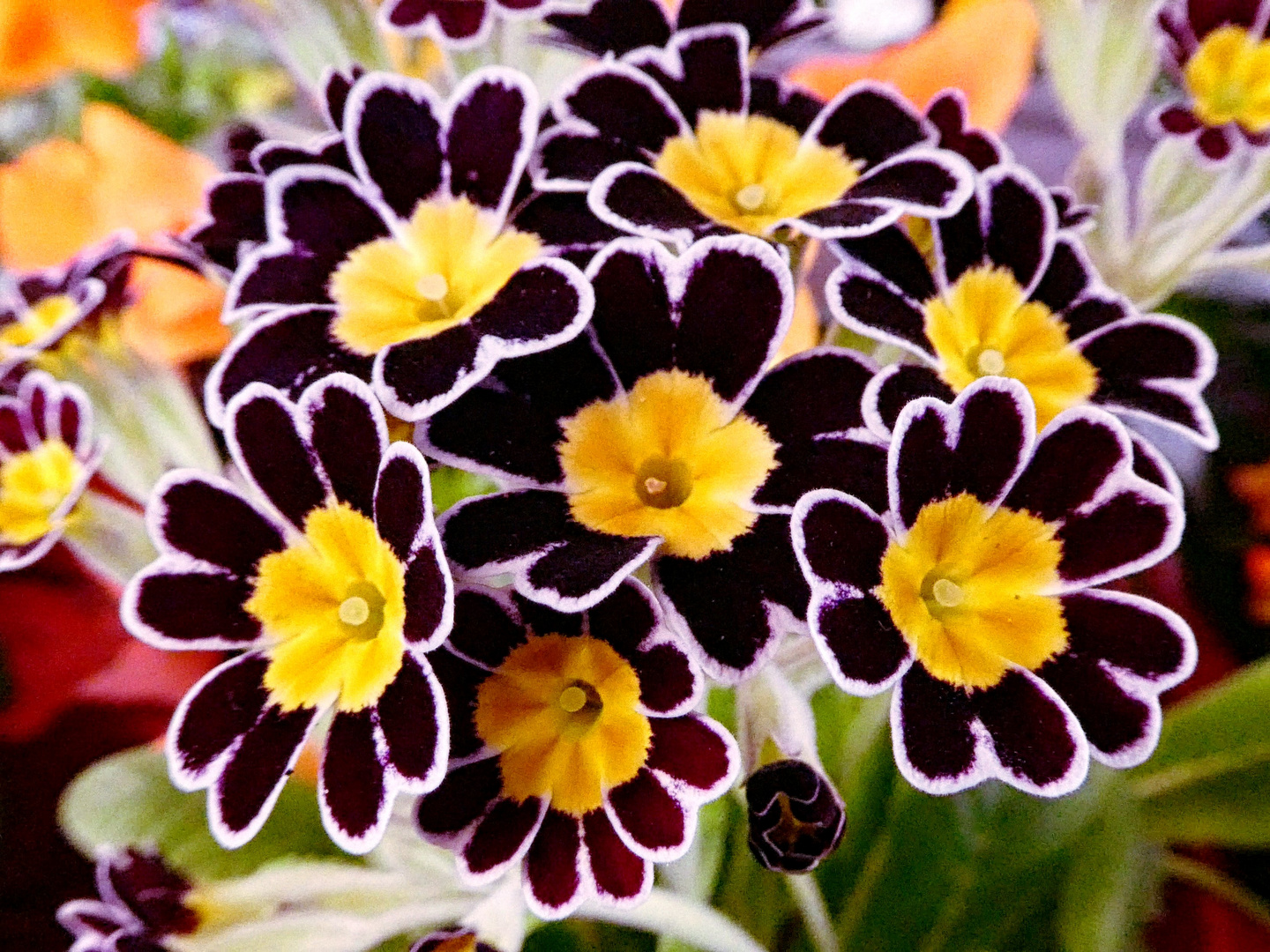 Eine besondere Sorte Primeln ElatiorPrimel Foto & Bild natur