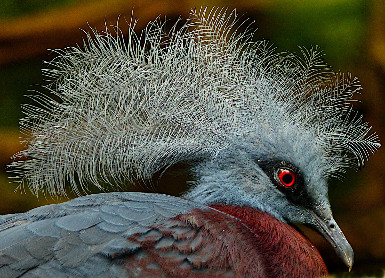 Eine besondere Taube