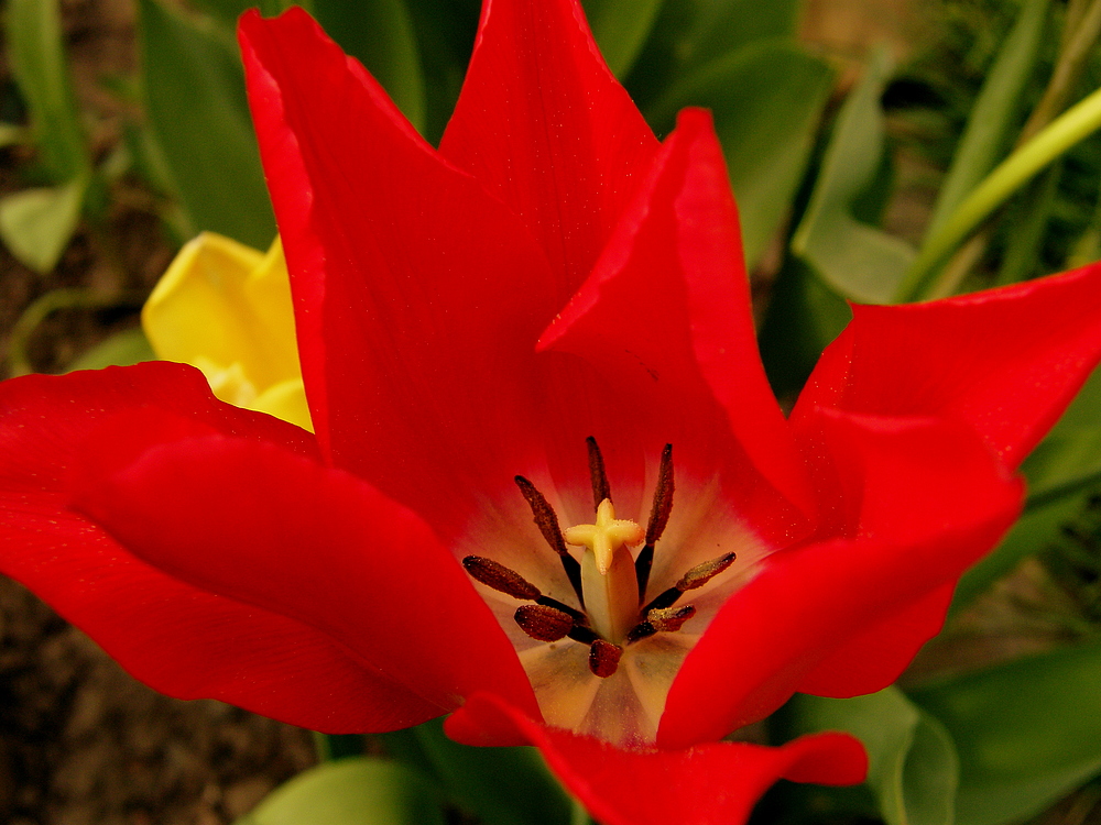 Eine besondere Tulpe