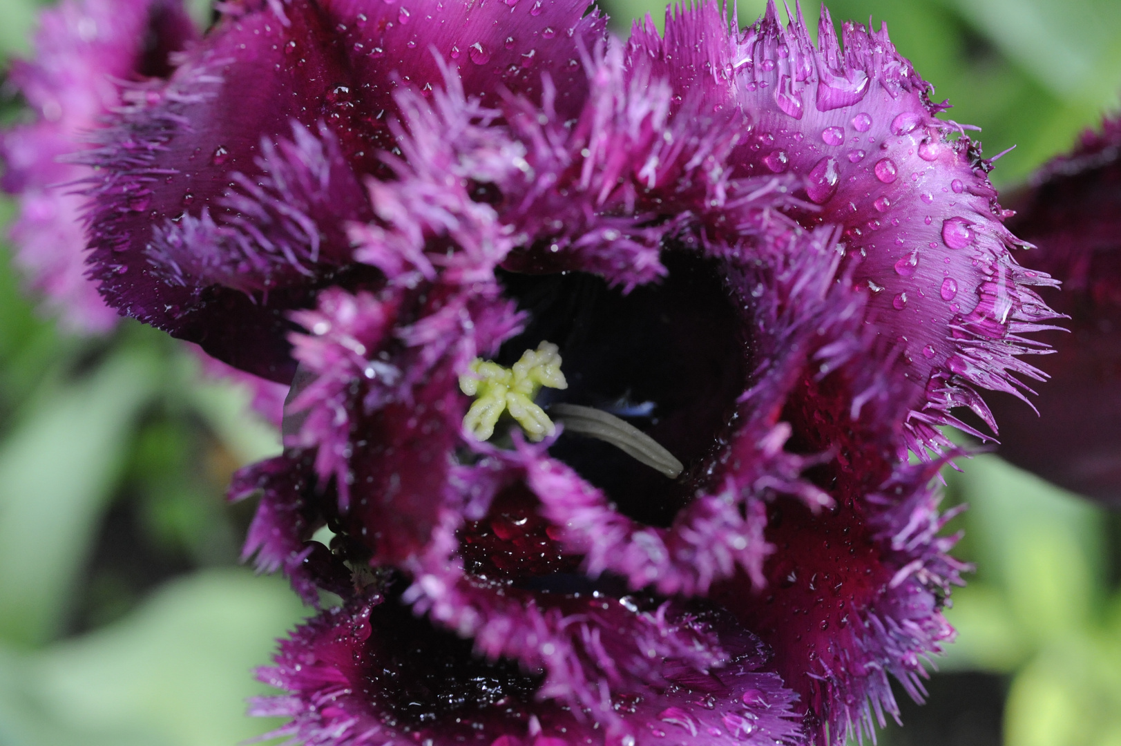 Eine besondere Tulpe - Tulipa "Cuban Night"