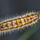 Eine besonders hübsche Raupe, von oben gesehen! (Foto 1) - Une belle chenille du Gazé...  