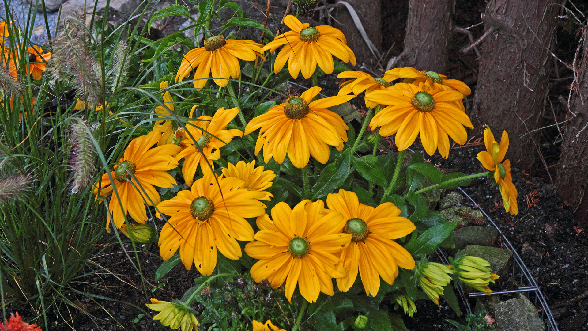 Eine besonders prächtige Rudbecia ...(Sonnenhut)