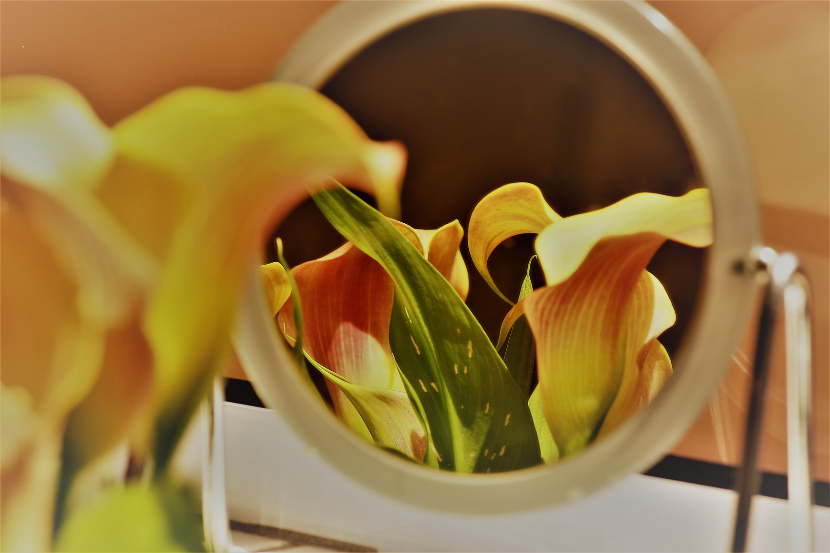 Eine besonders schoene Calla,,,