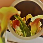 Eine besonders schoene Calla,,,