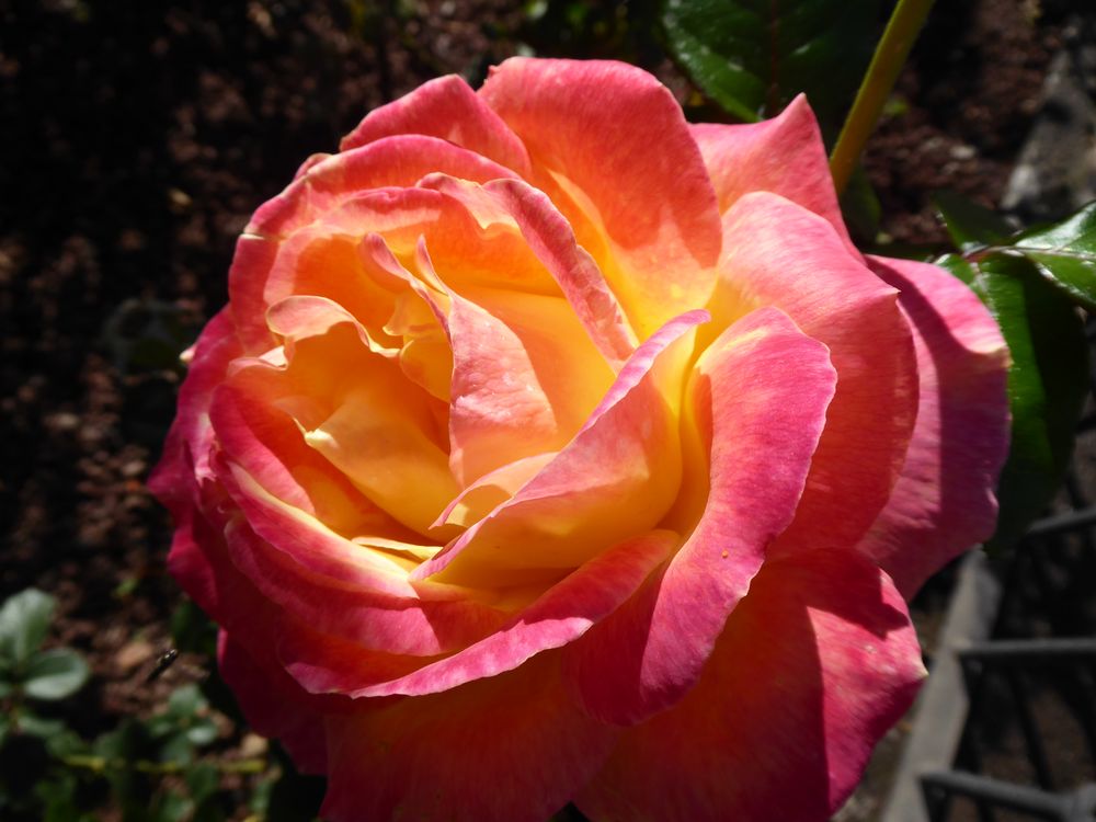 Eine besonders schöne Rose für euch...