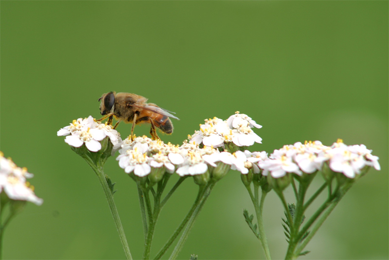 eine Biene