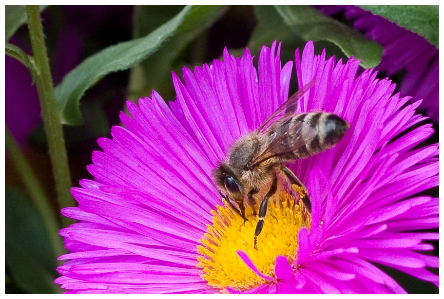 Eine Biene an einem schönen Sommertag