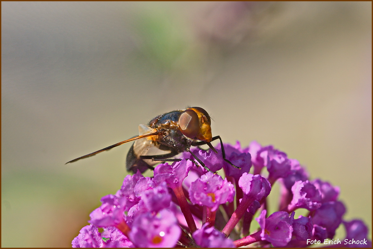 Eine Biene an ihrer Lieblingsblume,dem Sommerflieder