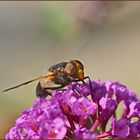 Eine Biene an ihrer Lieblingsblume,dem Sommerflieder