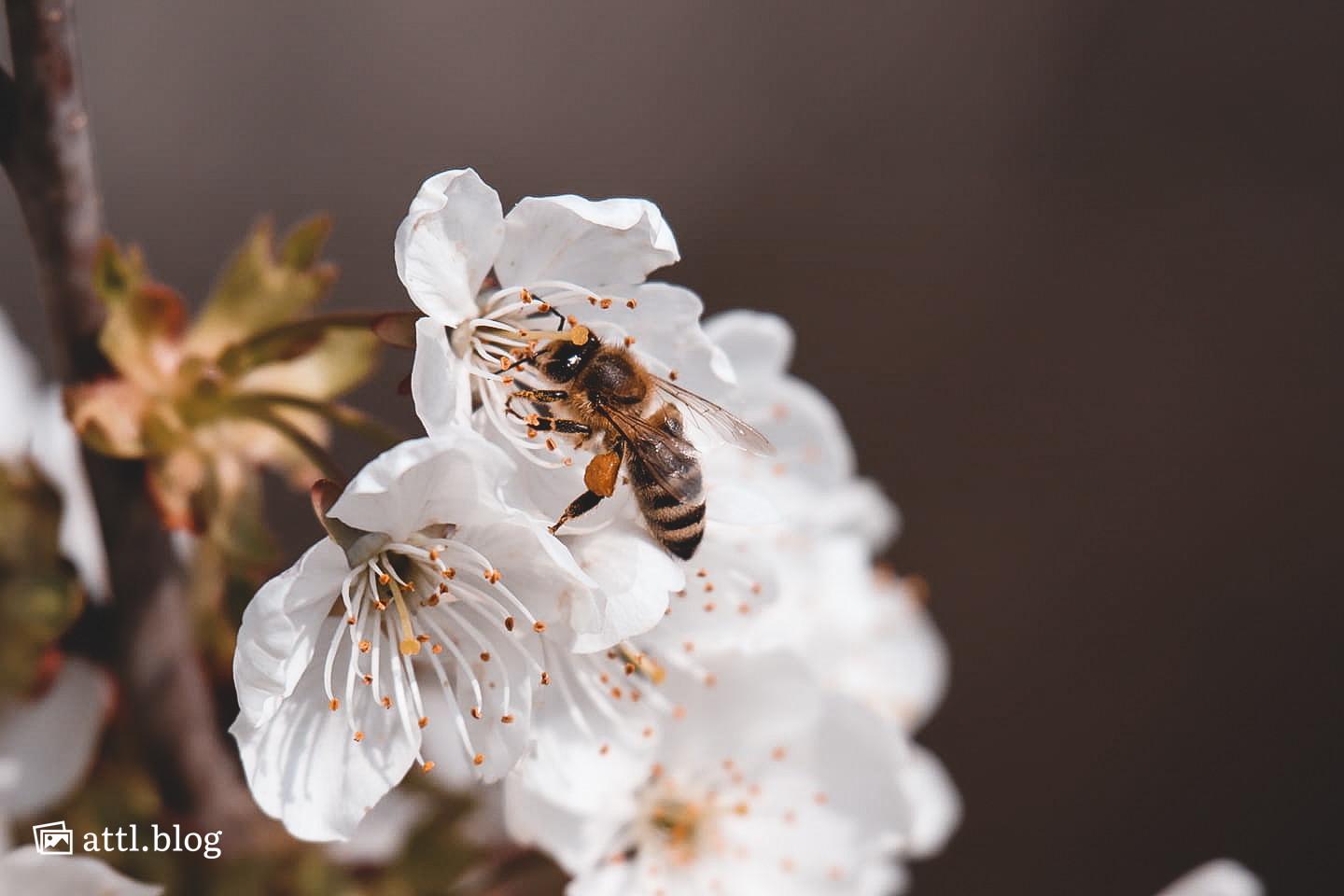 Eine Biene auf der Blüte 