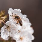 Eine Biene auf der Blüte 