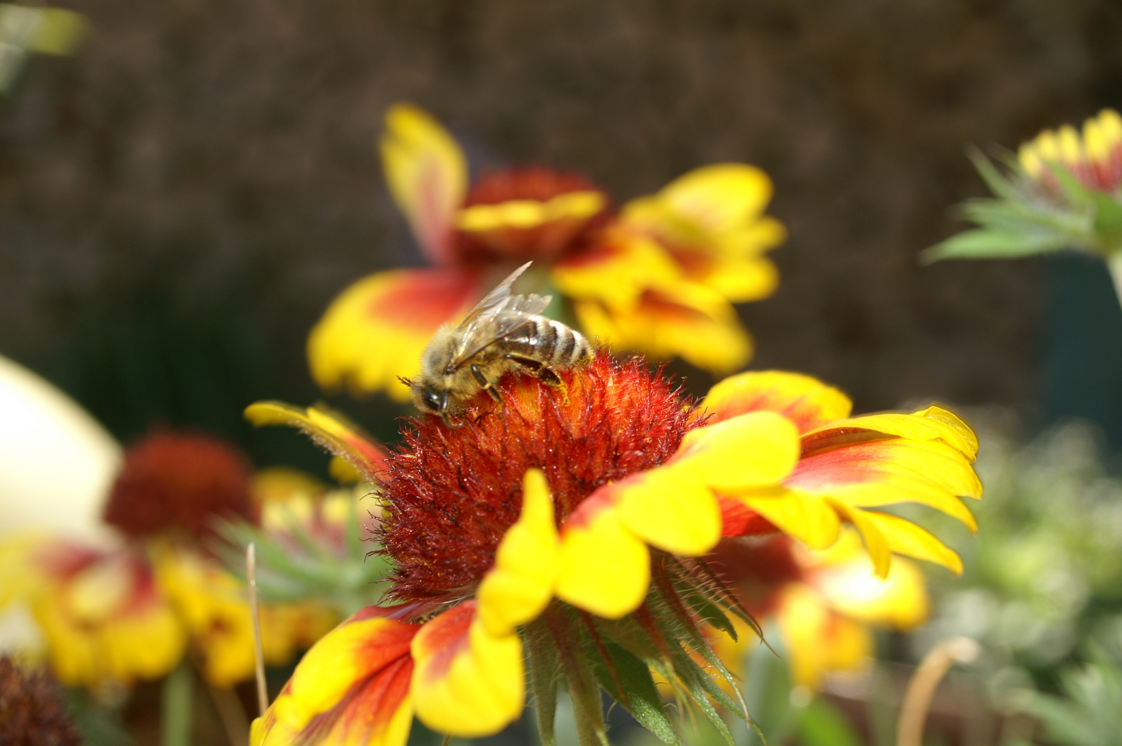 Eine Biene auf einer Blume.