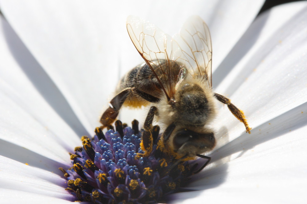 Eine Biene auf einer Bornholmer Margerite