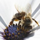 Eine Biene auf einer Bornholmer Margerite