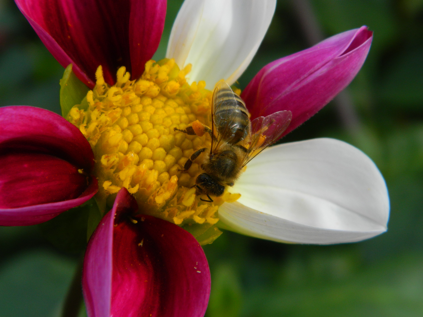 Eine Biene auf einer Dahlienblüte