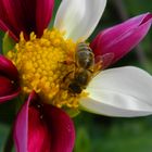 Eine Biene auf einer Dahlienblüte