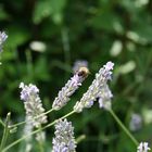 Eine Biene auf Lavendel