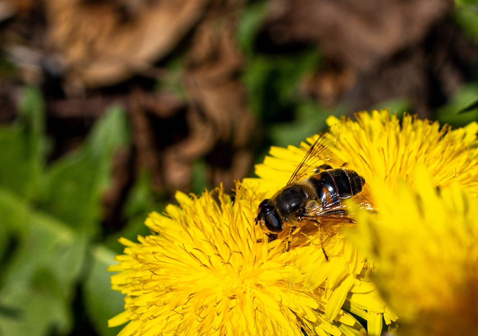 Eine Biene auf Nektarsuche 