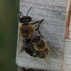 Eine Biene befördert eine Drohne aus dem Stock