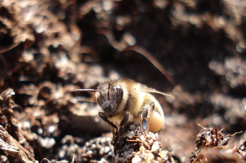 Eine Biene beim Chillen