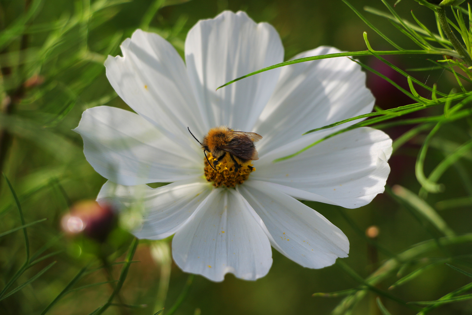 Eine Biene freut sich über diese Schmuckkörbchen-Blüte