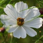 Eine Biene freut sich über diese Schmuckkörbchen-Blüte
