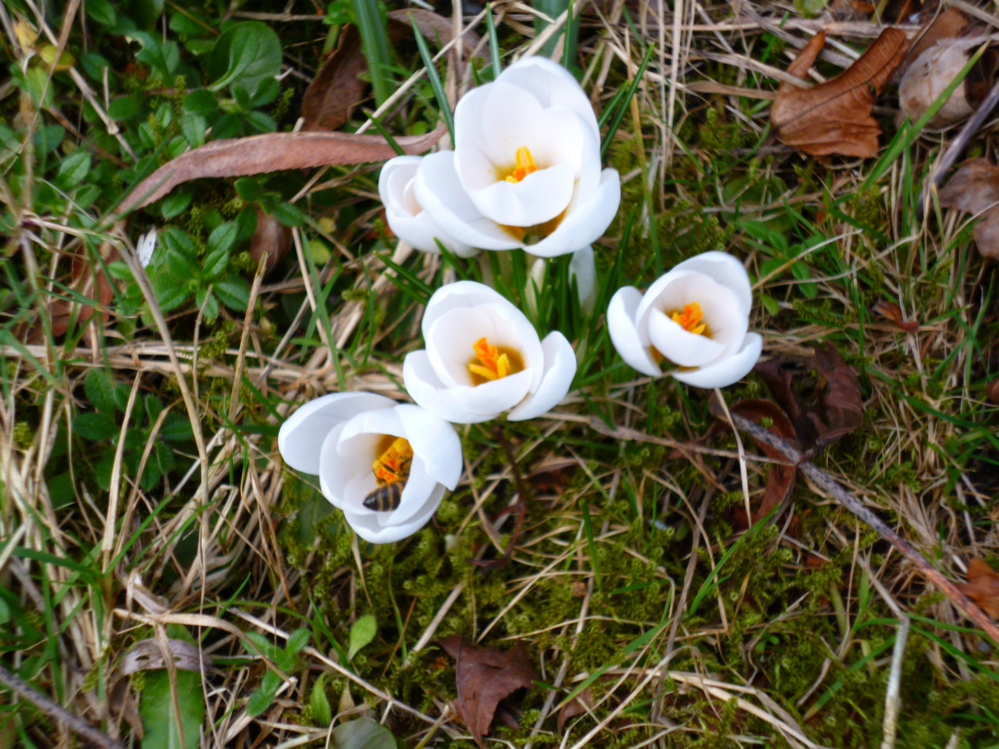 Eine Biene hat die Krokusse entdeckt