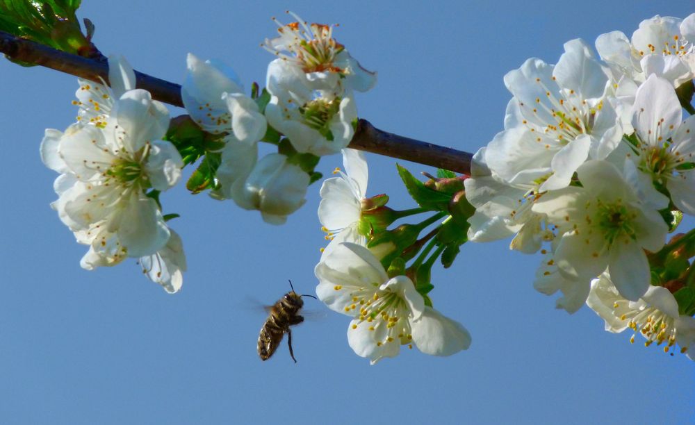 Eine Biene im Anflug :-) von Homi84 