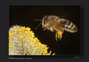 Eine Biene im Anflug von Horst Stangl 