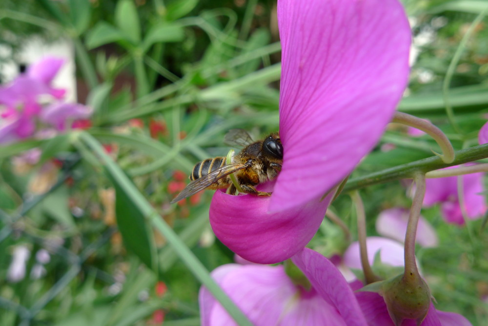 Eine Biene im Sommer:)