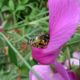 Eine Biene im Sommer:)