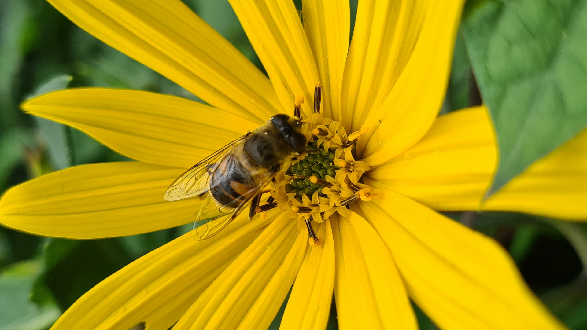 eine Biene in einer Blume