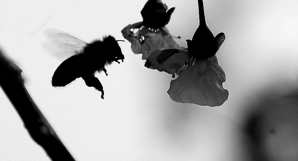 Eine Biene In Schwarz Weiss Foto Bild Natur Tiere Youth Bilder Auf Fotocommunity