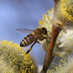 Eine Biene klettert auf einer Weide