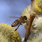 Eine Biene klettert auf einer Weide