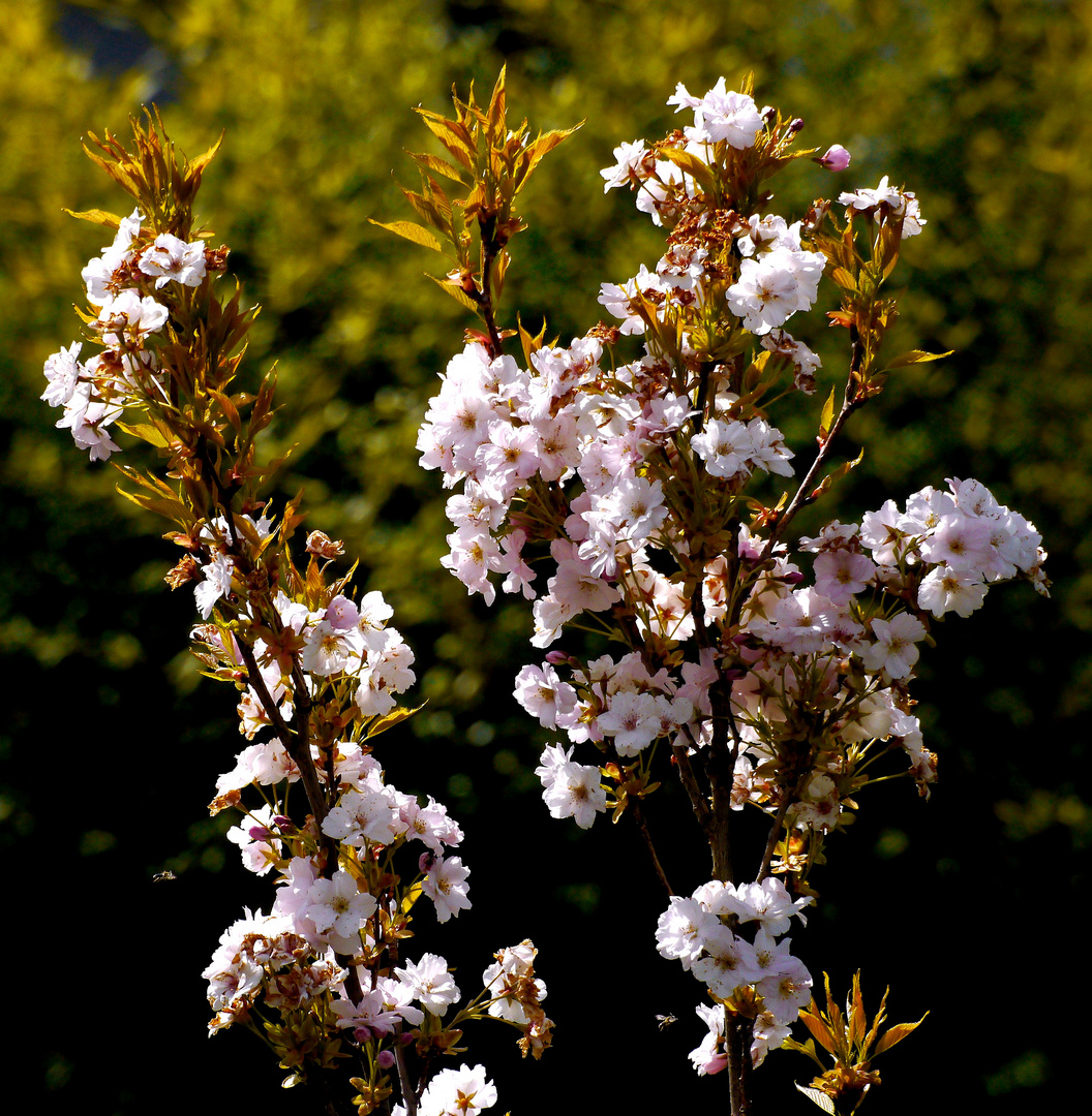 Eine Biene (links) macht noch keinen Sommer...