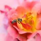 Eine Biene macht einen kurzen Zwischenstopp an einer Rose
